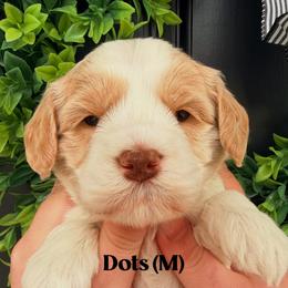 Dots - Caramel male Australian Labradoodle puppy in Silver Spring, Maryland from Potomac Australian Labradoodles