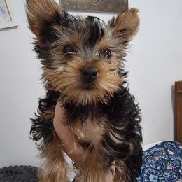 Girl 1 - Black and tan female Yorkshire Terrier puppy in Burley, Idaho from Aspen Yorkies