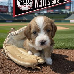 Sox - Red and white female Cockapoo puppy in Elgin, Texas from Good Grief Doodles