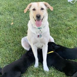 Labrador Retrievers from Lush Haven Retrievers