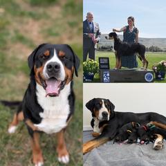 Greater Swiss Mountain Dog puppies from Woodland Swissie’s