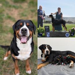 Greater Swiss Mountain Dog puppies from Woodland Swissie’s