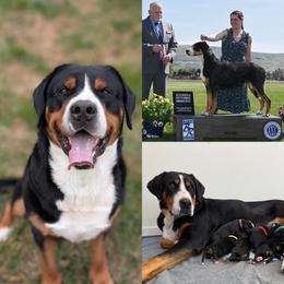 Greater Swiss Mountain Dog puppies from Woodland Swissie’s