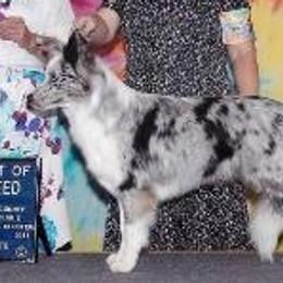 Border Collies from HiTop Border Collies