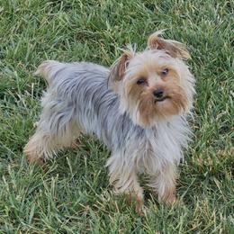 Breezy - Yorkshire Terrier