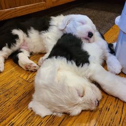 Old English Sheepdog Puppies from Stargazer OES