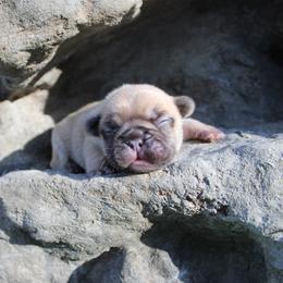 Wonka - Blue fawn male French Bulldog puppy in Saucier, Mississippi from Mississippi Sound Frenchies