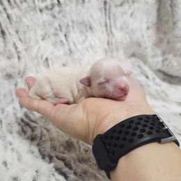 Cream girl - Cream female Chihuahua puppy in Richmond, Virginia from Breens