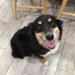 Beauty - Australian Shepherd