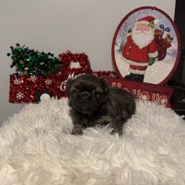Rose - Sable female Shih Tzu puppy in Boiling Springs, South Carolina from Sherry Whiteside's Shih Tzus