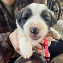 Velocity- pink - Badger female Colorado Mountain Dog puppy in Cotopaxi, Colorado from Once Upon A Moose (OUM)