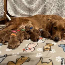 Boy 3 - Dark golden female Golden Retriever puppy in Salem, Oregon from Baker’s Goldens