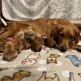 Boy 3 - Dark golden female Golden Retriever puppy in Salem, Oregon from Baker’s Goldens