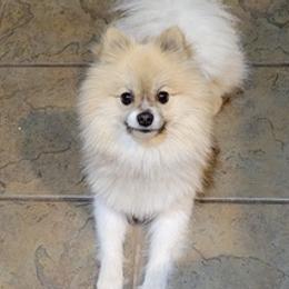 Pomeranians from Willis House
