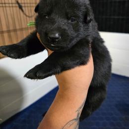 Titan - Green Collar Male - Black male German Shepherd puppy in Hawthorne, Florida from Lace's High Flying German Shepherds And Golden Retrievers