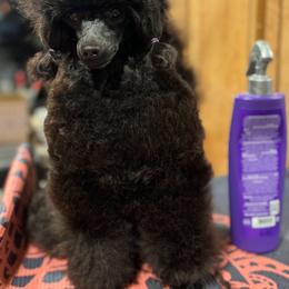 Naomi - Black female Poodle puppy in Jersey City, New Jersey from JuVar Standard Poodles