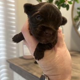 Mocha Rose - Chocolate, tan and white female Yorkshire Terrier puppy in Calhoun, Georgia from Peach State Yorkies