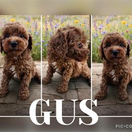 Gus - Red male Cavapoo puppy in Chattanooga, Tennessee from Scenic City Doodles