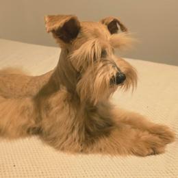 Clifford. - Wheaten male Miniature Schnauzer puppy in Texas from Blue Rose's Schnauzers