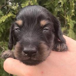 Black and tan girl 2500 - Black and tan female Dachshund puppy in Albany, Wisconsin from Deglow’s Doxies