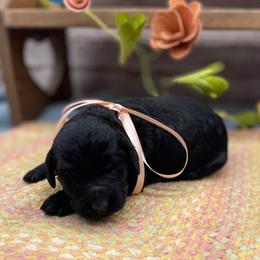 Poppy - Black female Goldendoodle puppy in Lisbon, Ohio from Willow Lane Doodles