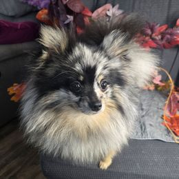Rocket - Pomeranian