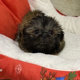 Boy 2 - Brindle male Shih Tzu puppy in Zeigler, Illinois from Dandy Little  Shih Tzu, Shih Poo's and Toy Poodles