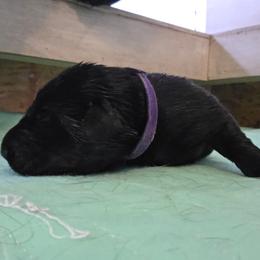 Sage - Black female Labrador Retriever puppy in Millville, New Jersey from Creekside Canines