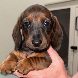 Briar - Red male Dachshund puppy in Las Vegas, Nevada from Desert Dachshunds