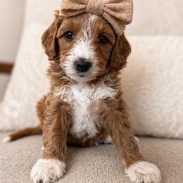 Goldie - Red  female Goldendoodle puppy in Gilbert, Arizona from Doodle Bliss