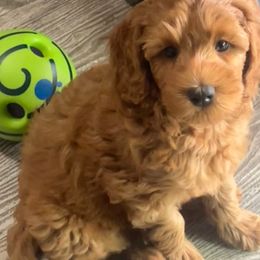 Biscoff - Red male Australian Labradoodle puppy in Orange, California from Little Kingdom Doodles