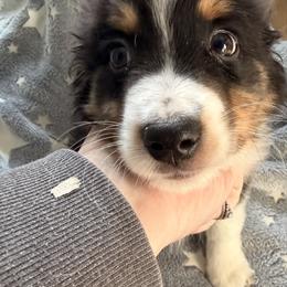 Charlie - Black tri male Miniature American Shepherd puppy in Connecticut from Novus Kennels