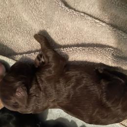 Orange collar - Chocolate female Goldendoodle puppy in Las Vegas, Nevada from Doodles by Design