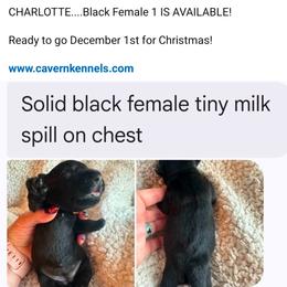 Charlotte - Black female Scottish Terrier puppy in Crossville, Tennessee from Cavern Kennels