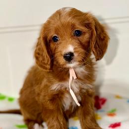 Rainy - Red  female Goldendoodle puppy in Beecher, Illinois from Erica’s Doodles