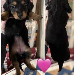 Girl 1 - Black and tan female Dachshund puppy in Bellevue, Texas from Bar -JL DOXIES