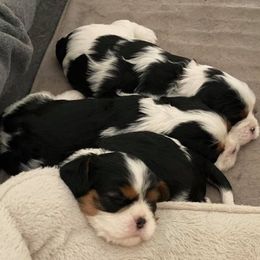 Cavalier King Charles Spaniel Puppies from Peaceful Promise Cavaliers