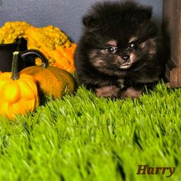Harry - Black and tan male Pomeranian puppy in Statesboro, Georgia from Briar Creek Kennels
