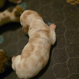Happy - Red and white male Basset Hound puppy in Valley, Washington from Enchanted Valley Paws