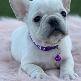 French Bulldogs from Vibez n Frenchiez LLC