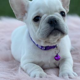 French Bulldogs from Vibez n Frenchiez LLC