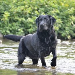 Cheerio - Labrador Retriever