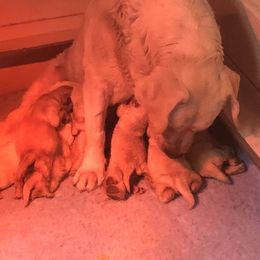 Cavalier King Charles Spaniel and Labrador Retriever Puppies from Borador Kennels