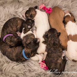 Silken Windhound Puppies from Amethyst Silken Windhounds
