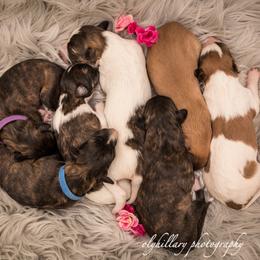 Silken Windhound Puppies from Amethyst Silken Windhounds