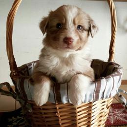 Australian Shepherd Puppies from AussieLand Shepherds