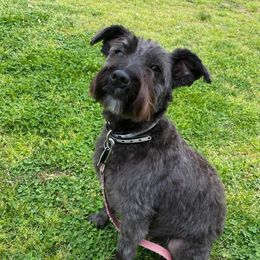 Dolly - Miniature Schnauzer