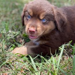 Choco ASDR - Red tri male Miniature Australian Shepherd puppy in Polk City, Florida from Skaky Shepherds