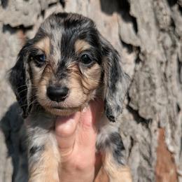 Oreo PET ONLY - Dapple male Dachshund puppy in Unadilla, Georgia from Hamsley's Puppy Palace