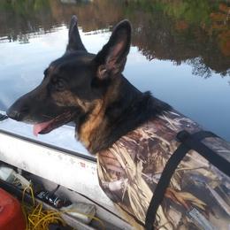 German Shepherds from James Fiksdal's German Shepherds